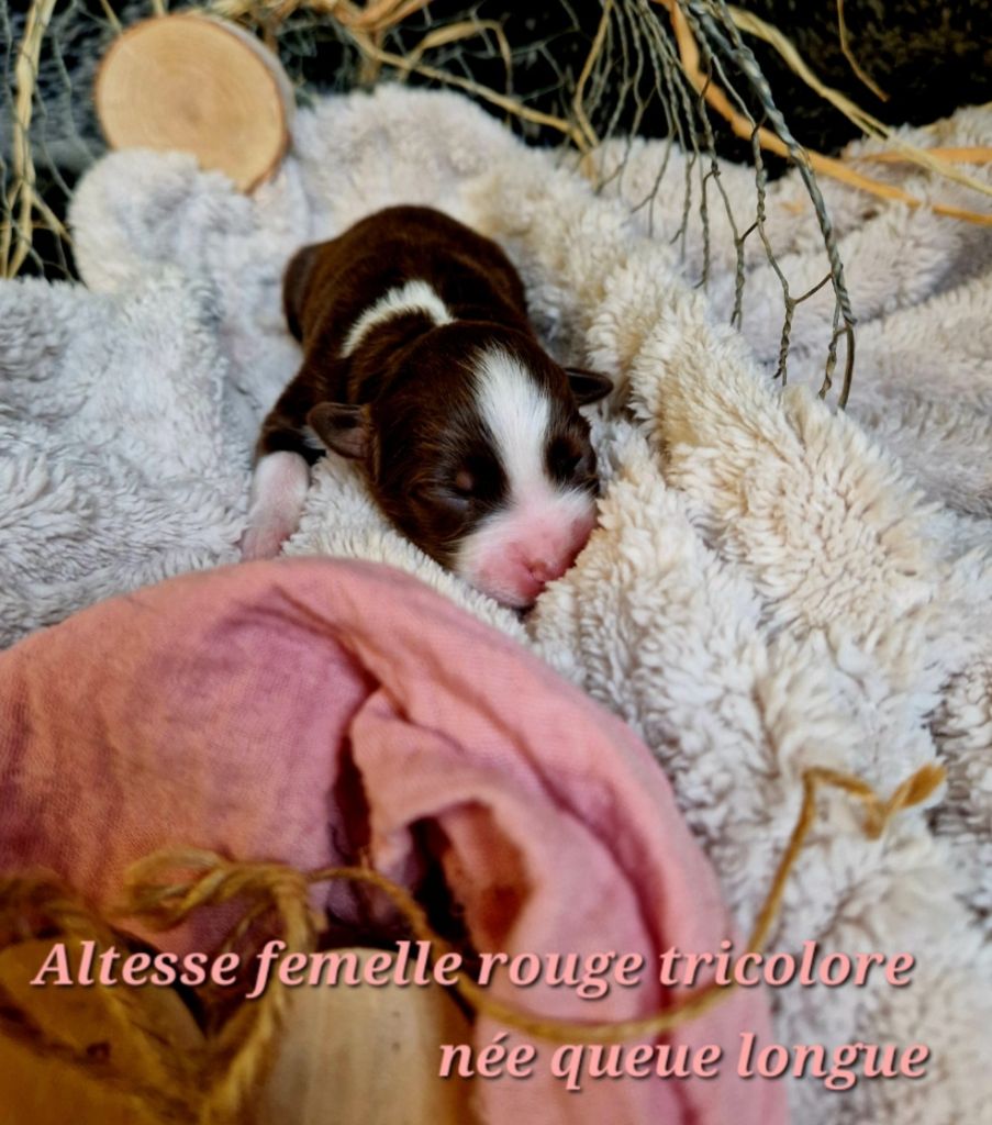 Laetitia Fauquembergue - Chiot disponible  - Berger Australien