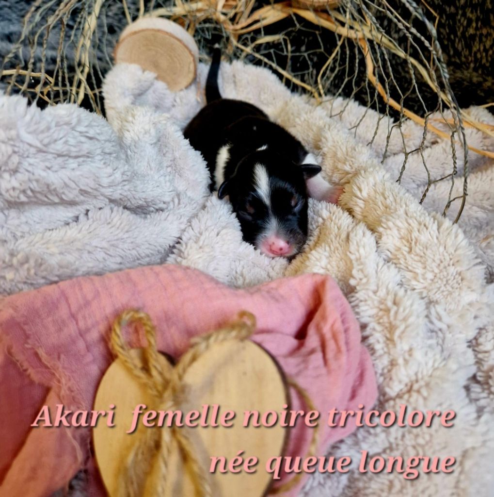 Laetitia Fauquembergue - Chiot disponible  - Berger Australien