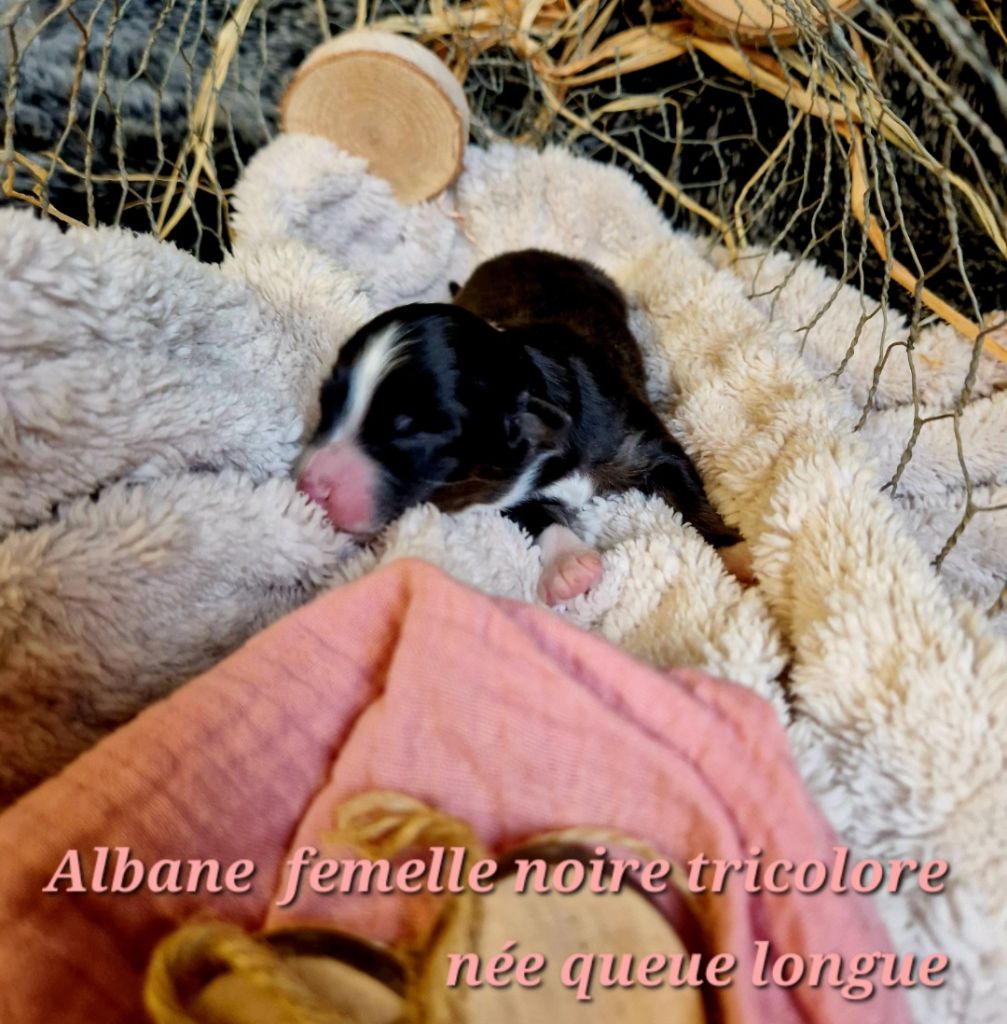 Laetitia Fauquembergue - Chiot disponible  - Berger Australien