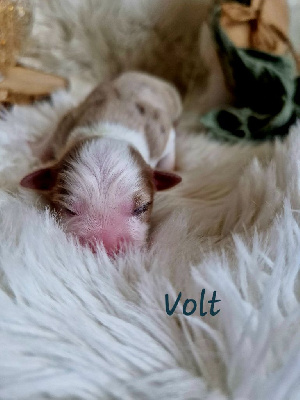 Volt 