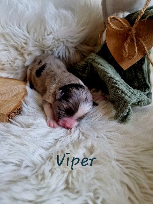 Viper