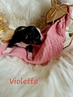 Violette