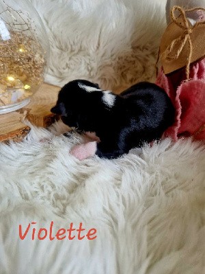 Violette