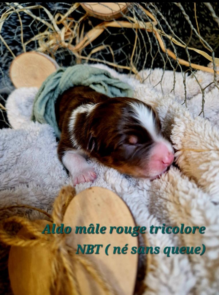 Laetitia Fauquembergue - Chiot disponible  - Berger Australien