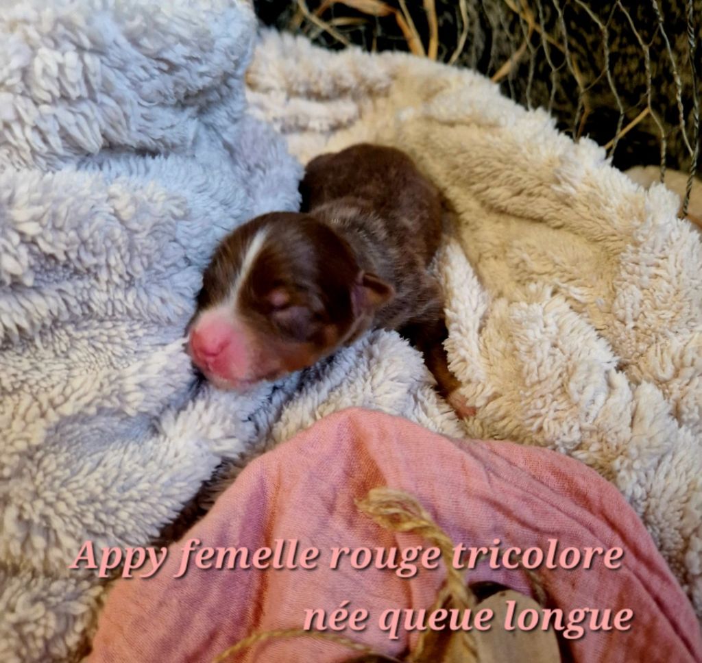 Laetitia Fauquembergue - Chiot disponible  - Berger Australien