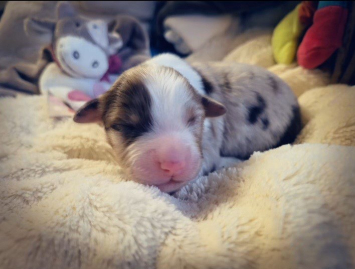 Laetitia Fauquembergue - Chiots disponibles - Berger Américain Miniature 