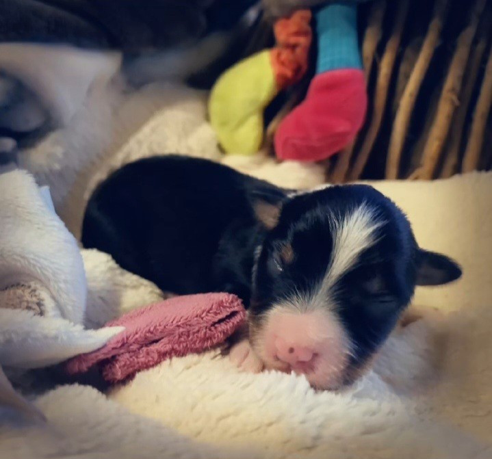 Laetitia Fauquembergue - Chiots disponibles - Berger Américain Miniature 