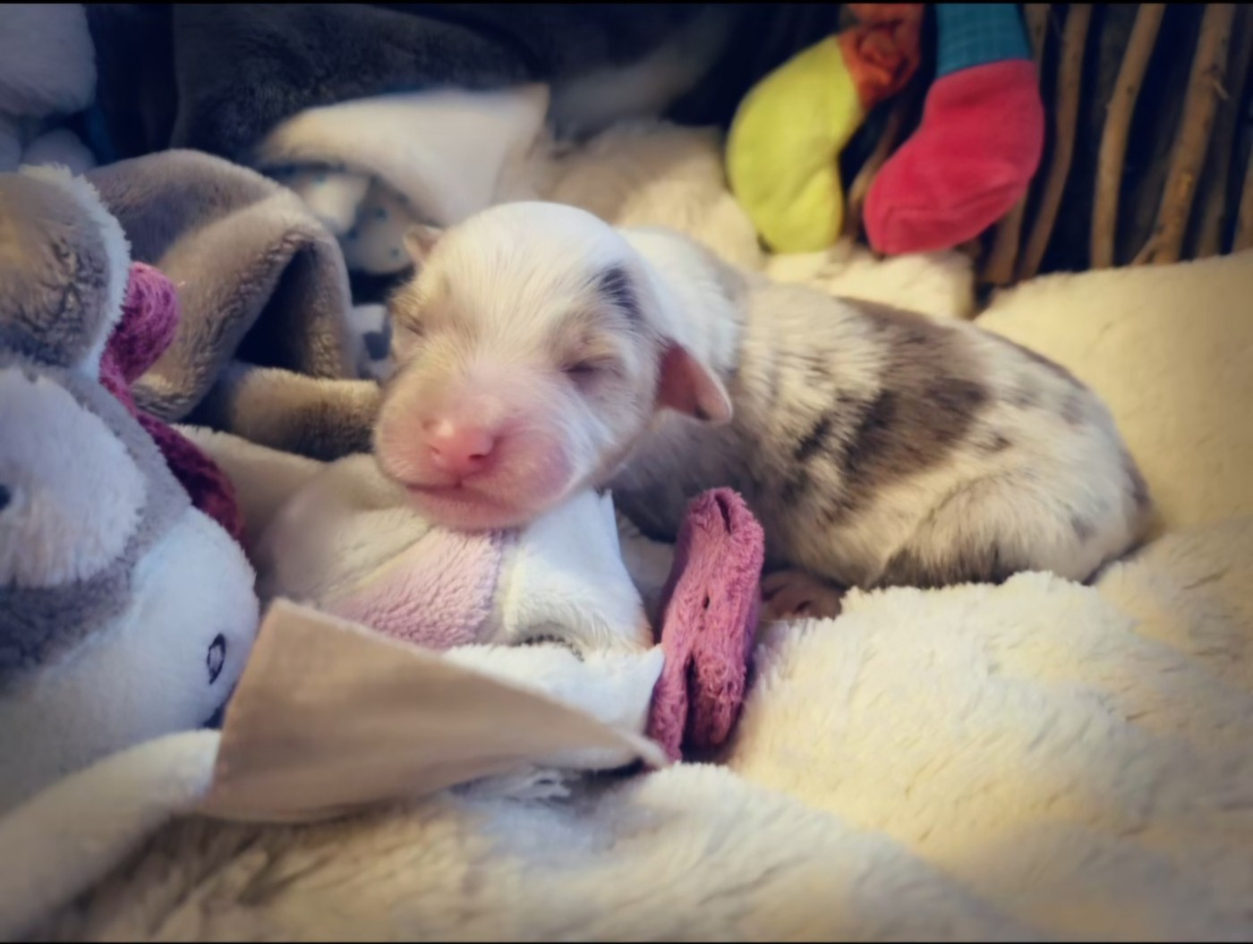 Laetitia Fauquembergue - Chiots disponibles - Berger Américain Miniature 