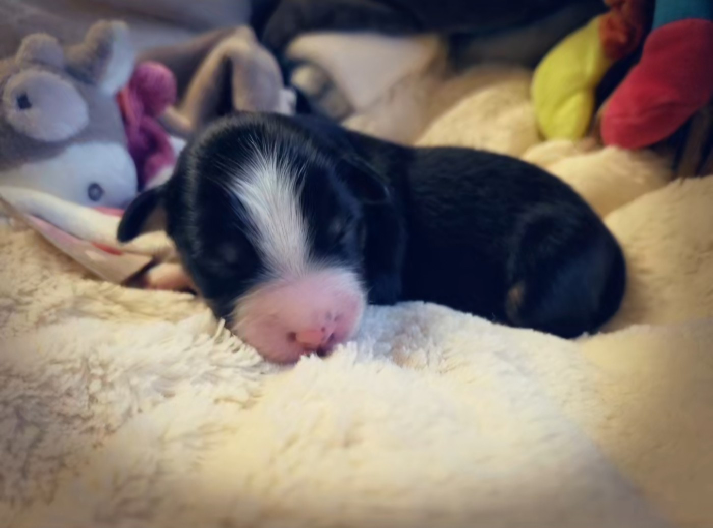 Laetitia Fauquembergue - Chiots disponibles - Berger Américain Miniature 