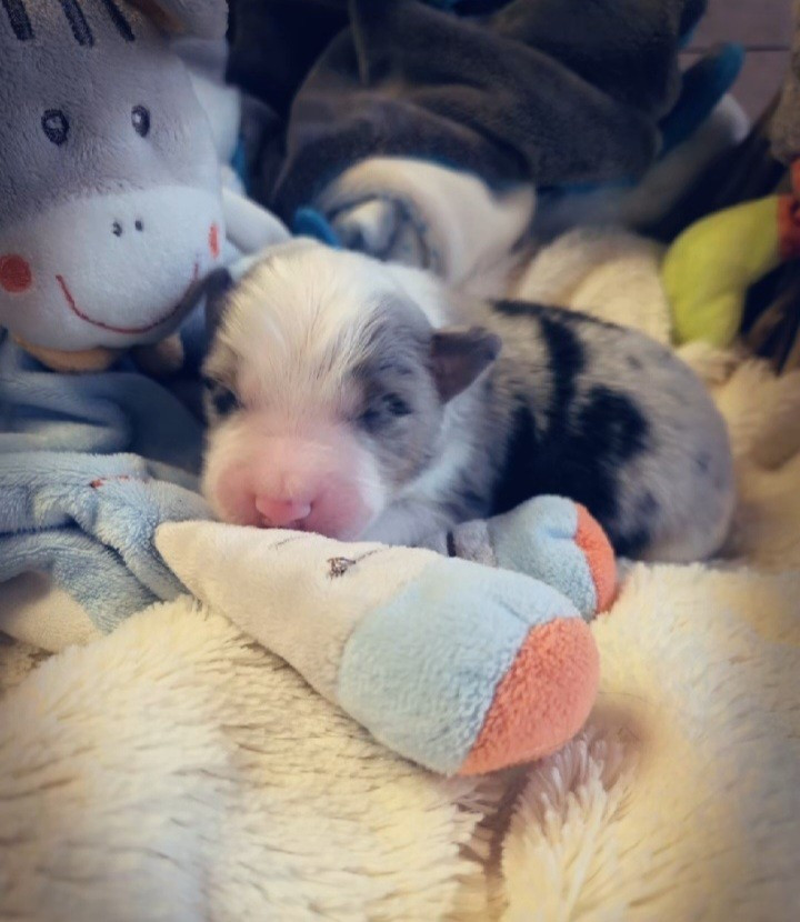 Laetitia Fauquembergue - Chiots disponibles - Berger Américain Miniature 