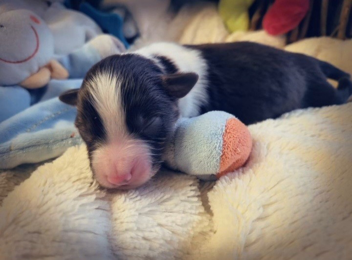 Laetitia Fauquembergue - Chiots disponibles - Berger Américain Miniature 