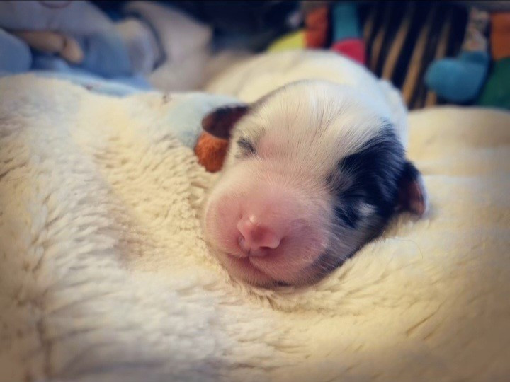 Laetitia Fauquembergue - Chiots disponibles - Berger Américain Miniature 