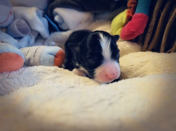 Laetitia Fauquembergue - Chiots disponibles - Berger Américain Miniature 