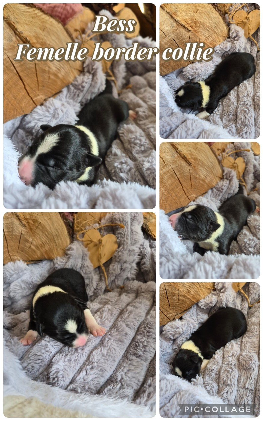 Laetitia Fauquembergue - Chiots disponibles - Border Collie