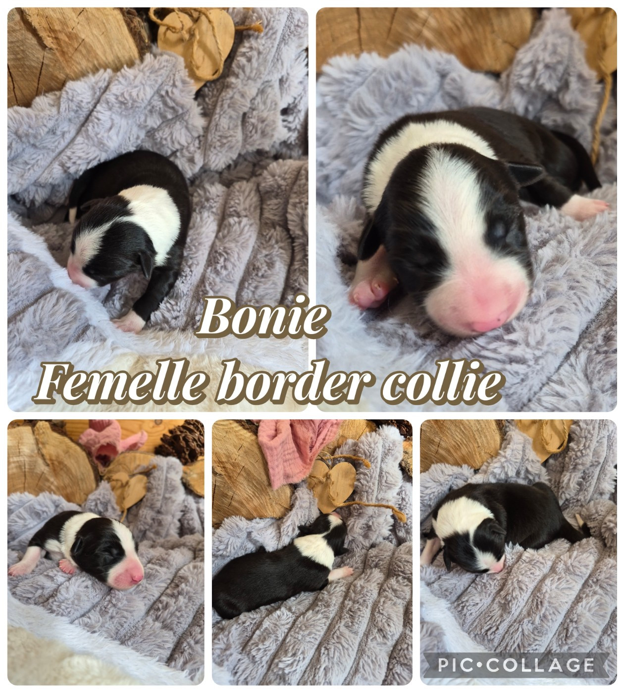 Laetitia Fauquembergue - Chiots disponibles - Border Collie