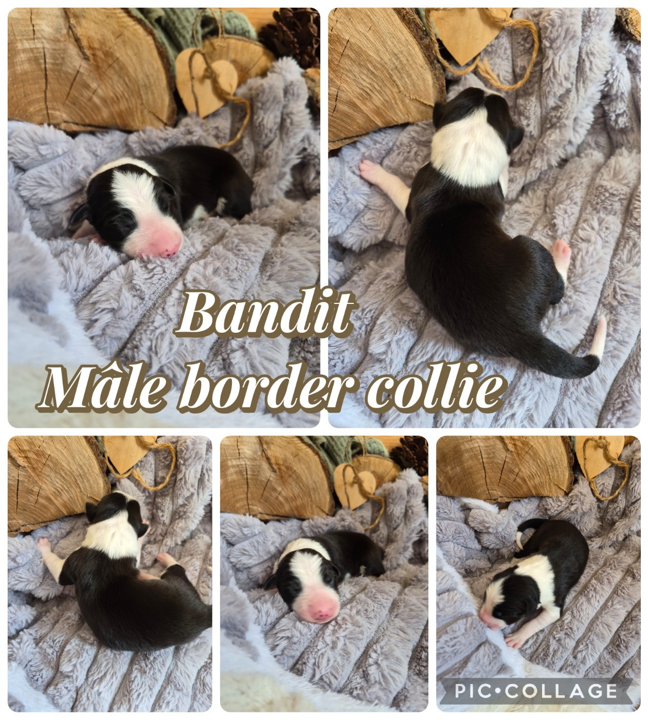 Laetitia Fauquembergue - Chiots disponibles - Border Collie