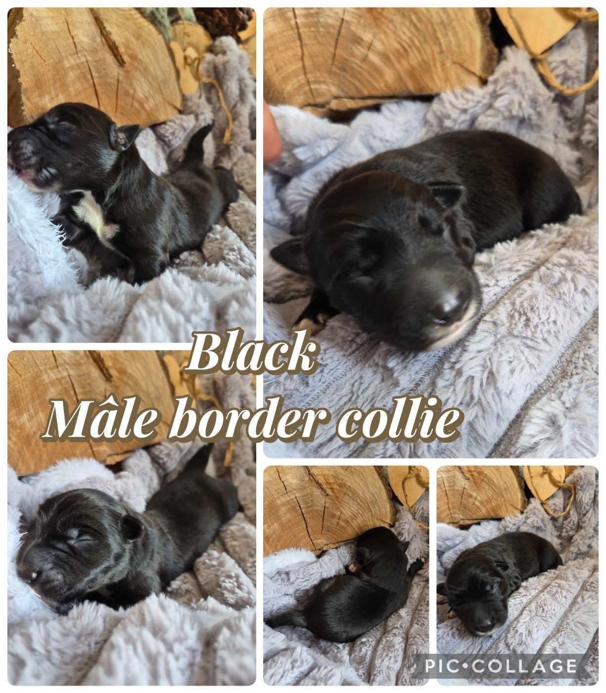 Laetitia Fauquembergue - Chiots disponibles - Border Collie