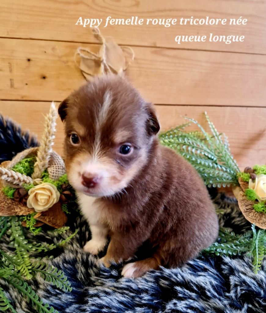 Laetitia Fauquembergue - Chiots disponibles - Berger Australien