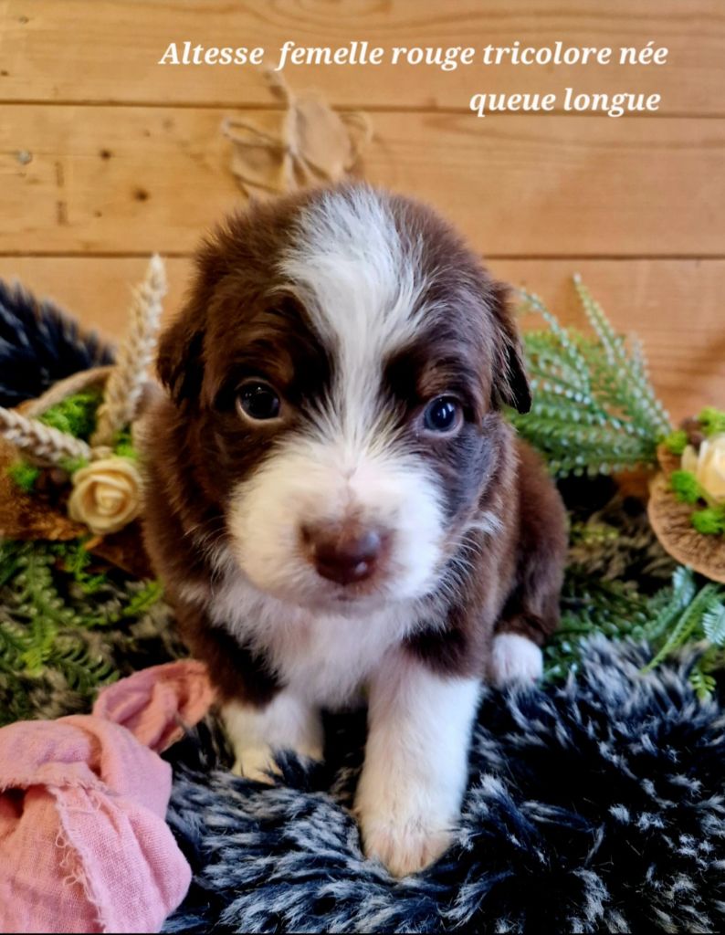 Laetitia Fauquembergue - Chiots disponibles - Berger Australien