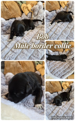 Bob