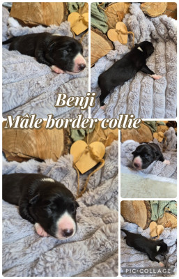 Benji