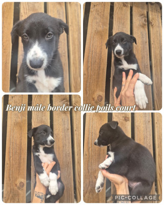 Benji