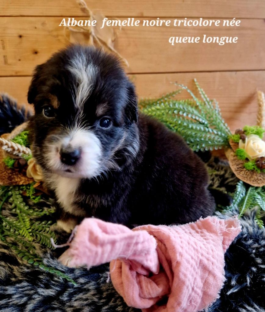 Laetitia Fauquembergue - Chiots disponibles - Berger Australien